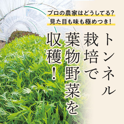 トンネル栽培で葉物野菜を収穫！