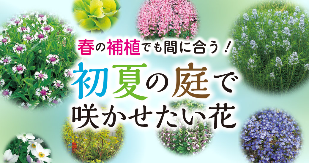 春の補色でも間に合う！ 初夏の庭で咲かせたい花