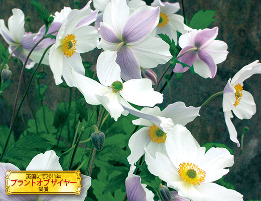 アネモネ・ワイルドスワン