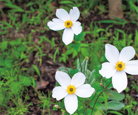 アネモネ‘ワイルドスワン’は、植えて1年目の株にふんわりした花が複数輪咲く。株姿がコンパクトに整い、花後も美しい草姿を見せてくれる。