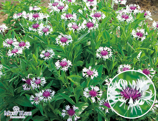 セントーレア・アメジストインスノー 