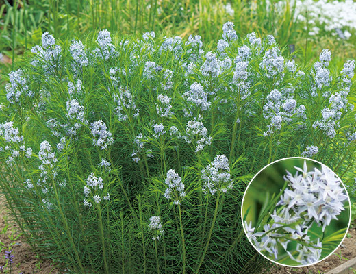 アムソニア・フブリヒティー