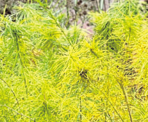 繊細な葉が黄色くなる秋の美しさも魅力。