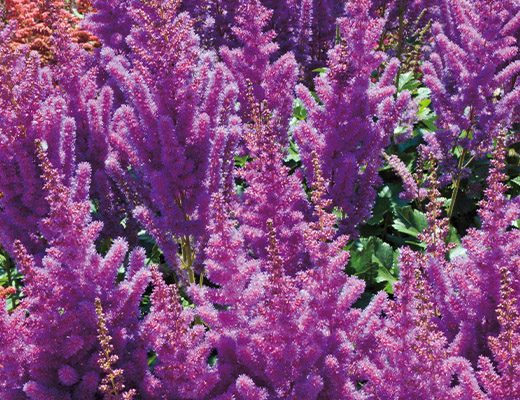 アネモネ・ワイルドスワン