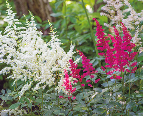 アスチルベ・ブラックパールズ