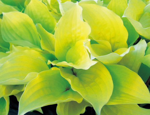 ホスタ・ファイヤーアイランド