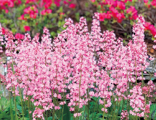 ヒューケレラ・ピンクレボリューション