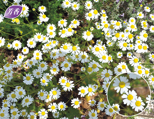 タナセタム・ニベウム ジャックポット