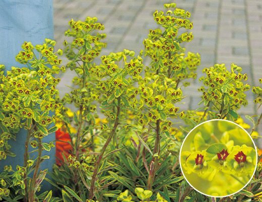 ユーフォルビア・アスコットレインボー