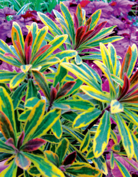 春の芽出しは赤みを帯びる。