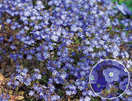 ベロニカ・オックスフォードブルー