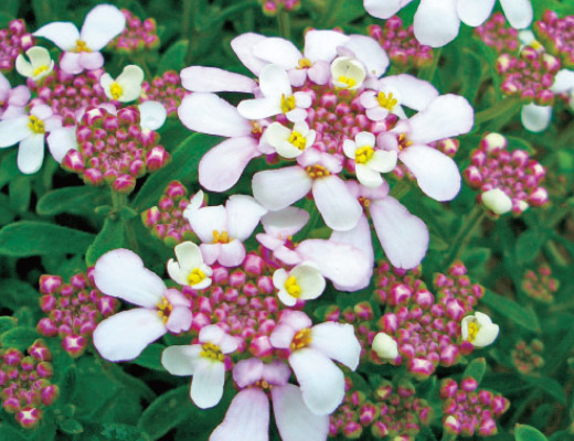 宿根イベリス・キャンディーピンク