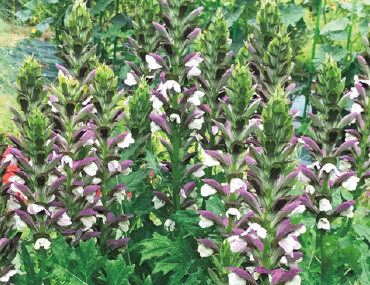 ベロニカ・オックスフォードブルー