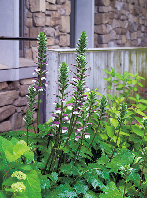 無機質なコンクリート壁も、アカンサスの花色の背景にするとしゃれた印象に。