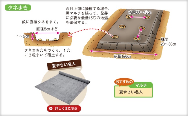 はじめてのエダマメ特集 種 苗 球根 ガーデニング用品 農業資材の通販サイト タキイネット通販