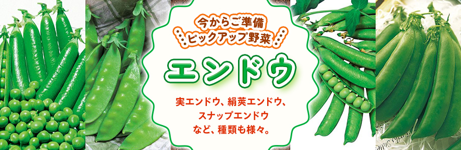 ピックアップ野菜　エンドウ