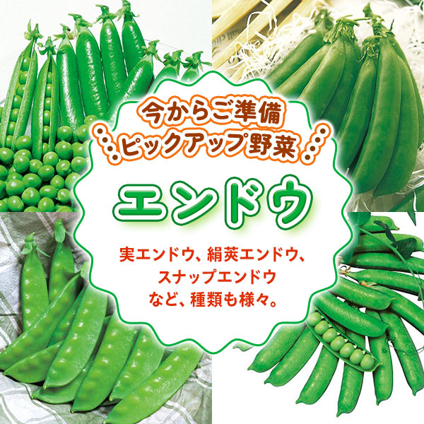 ピックアップ野菜　エンドウ