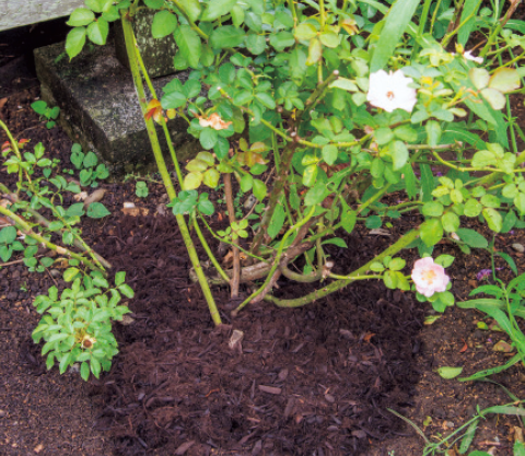 バラの根元をマルチングしているシーン。宿根草も同様の方法で。株の根元の周り約20cmくらいのスペースに5～6cmの厚さで集中的に敷くとよい。薄いと効果が出にくいので厚めにする。