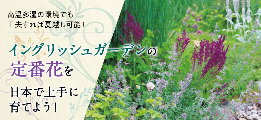 イングリッシュガーデンの定番花を日本で上手に育てよう！