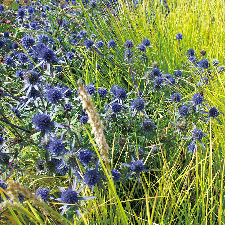 エリンジューム