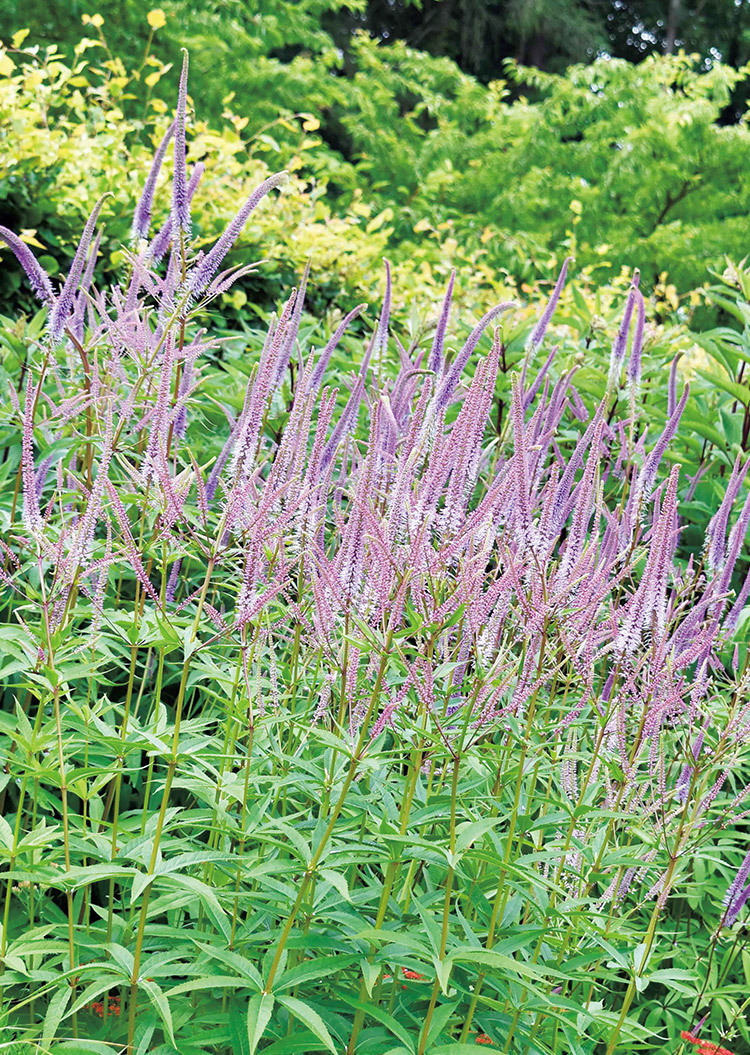 ベロニカストラム