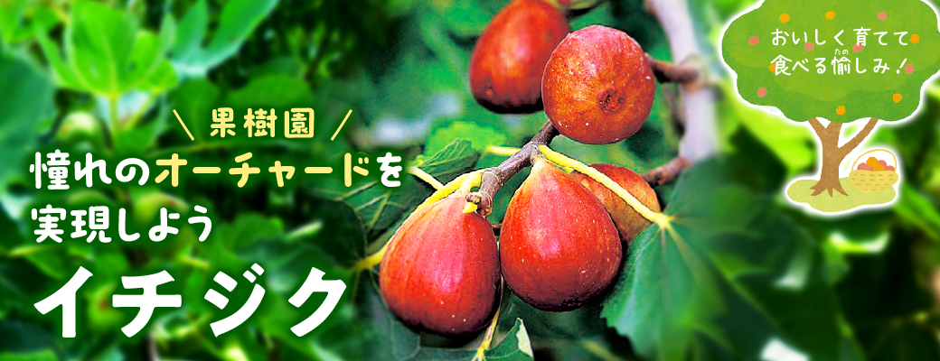 オーチャード イチジク