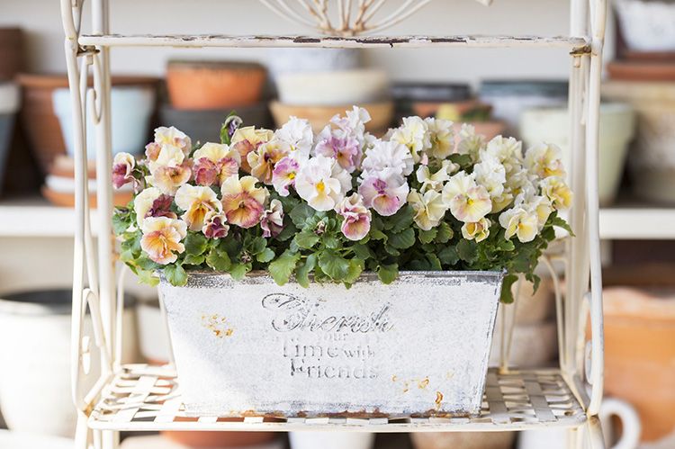 来年の庭でこの花を咲かせて！ Vol.3 | タキイネット通販