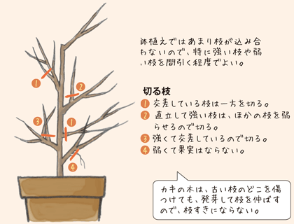 果樹の鉢植え栽培 種 苗 球根 ガーデニング用品 農業資材の通販サイト タキイネット通販