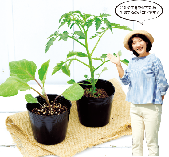 デリシャスコンテナ菜園 果菜類の育苗方法 タキイネット通販