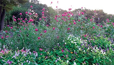 春まきの 一年草 二年草 で庭づくり 種 苗 球根 ガーデニング用品 農業資材の通販サイト タキイネット通販