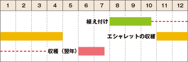 ラッキョウの栽培カレンダー