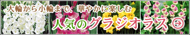 ̑̃OWIX