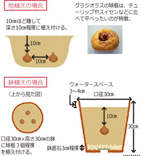 グラジオラス特集 種 苗 球根 ガーデニング用品 農業資材の通販サイト タキイネット通販