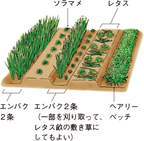 緑肥の混植（一例）
