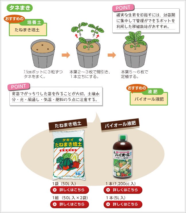 タネまき