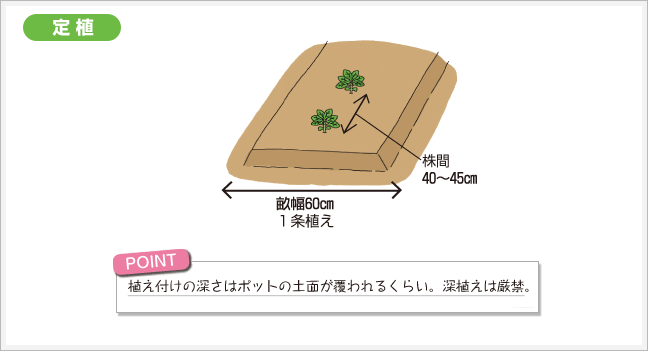 定植
