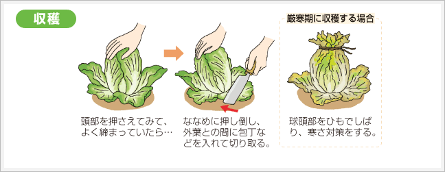 収穫
