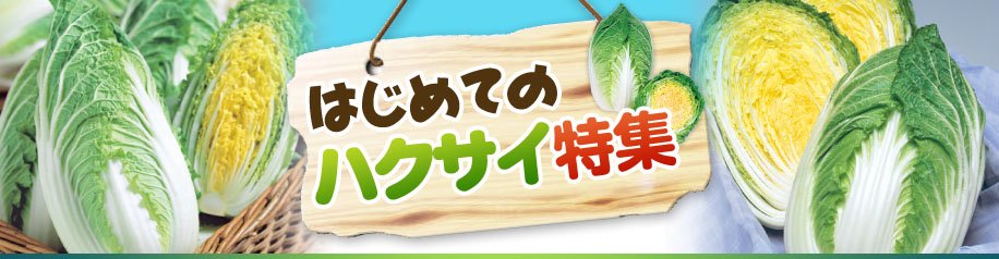 はじめてのハクサイ特集