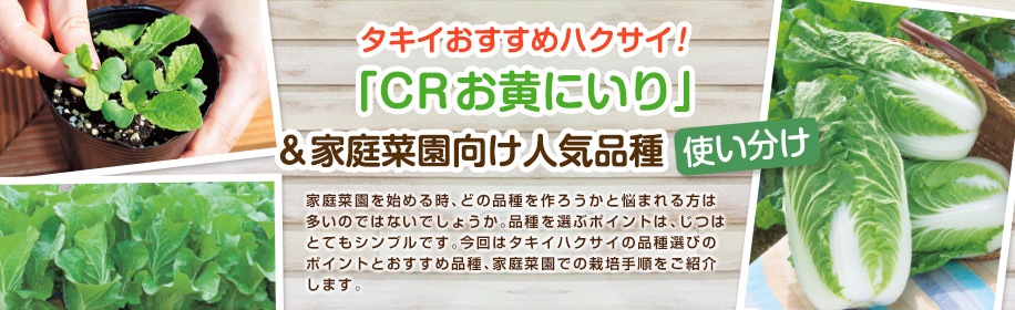 CRお黄にいり」＆家庭菜園向け人気品種 | 種・苗・球根・ガーデニング用品・農業資材の通販サイト【タキイネット通販】