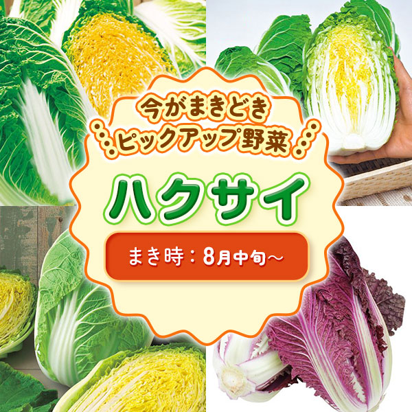 ピックアップ野菜　ハクサイ