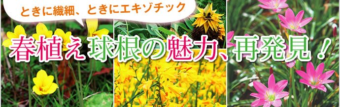 春植え球根の魅力 再発見 種 苗 球根 ガーデニング用品 農業資材の通販サイト タキイネット通販