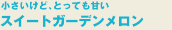 XC[gK[f