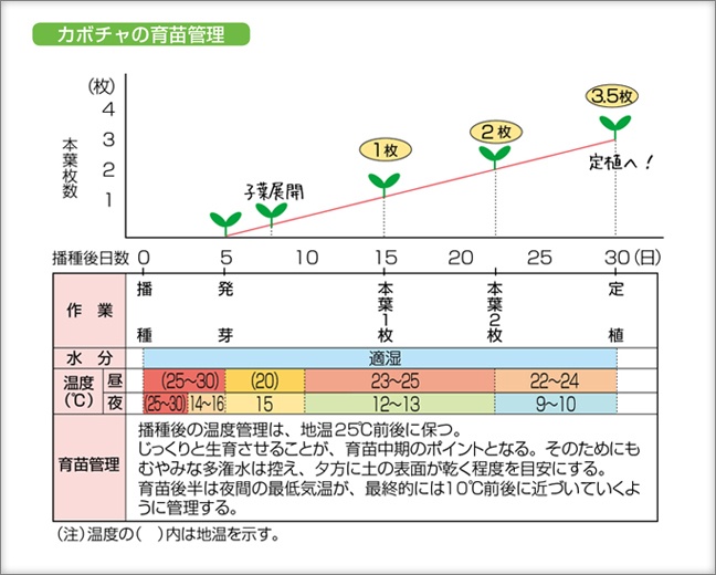 カボチャの育苗管理