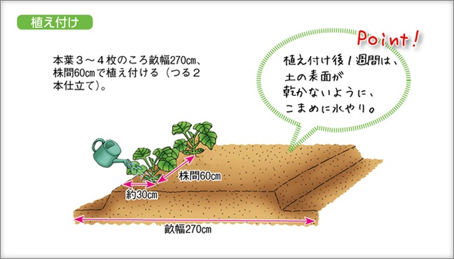 植え付け