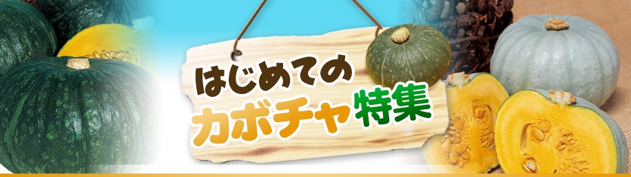 はじめてのカボチャ特集