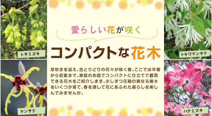 コンパクトな花木 種 苗 球根 ガーデニング用品 農業資材の通販サイト タキイネット通販