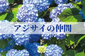 【アジサイの仲間】