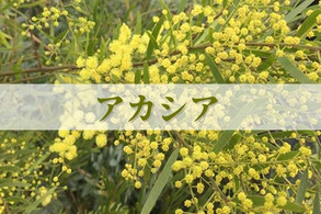 【アカシア】