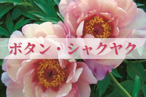 【ボタン・シャクヤク】