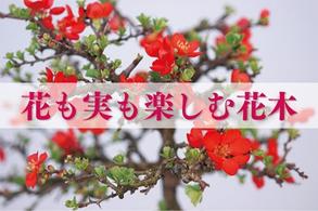 【花も実も楽しむ花木】